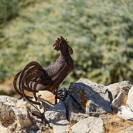 Salvia * Χρυσή Ακτή