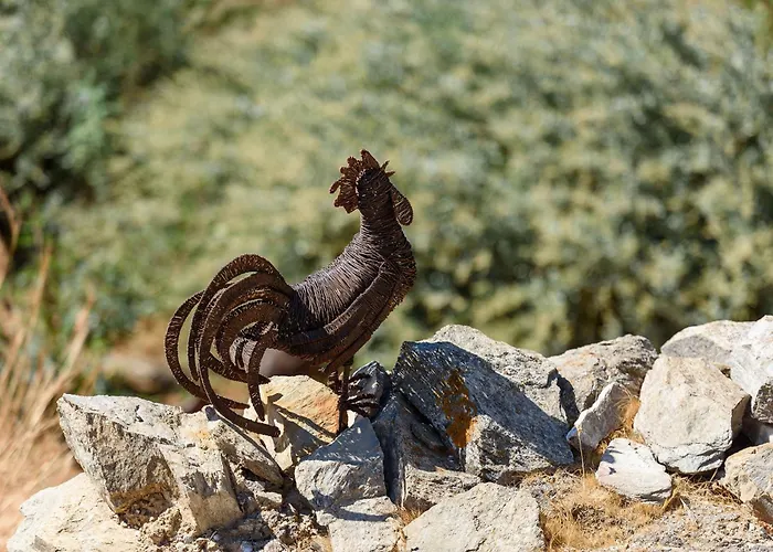 Salvia * クリシ・アクティ